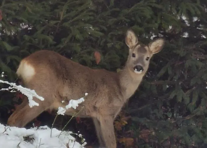 Villa Sara - Wörtherseeblick, Skifahren, Sauna Sankt Bartlmae
